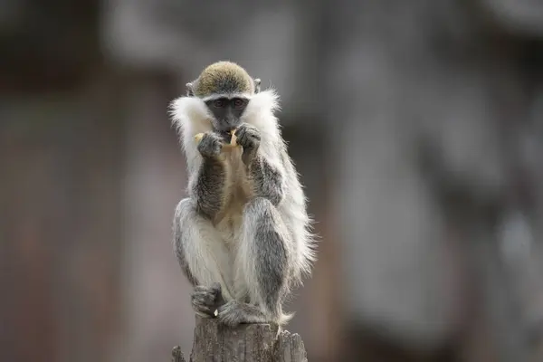 Makakların günlük yaşamı.