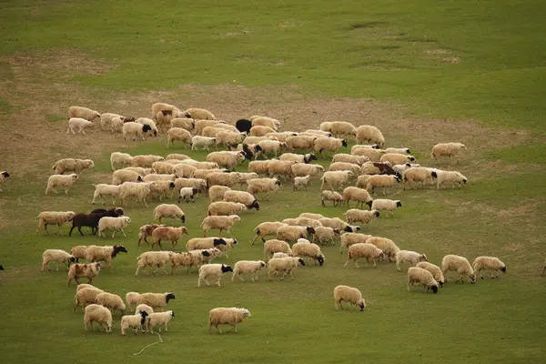 Napa Gölü Shangri La Grassland sığır ve koyunlarla kaplıdır.