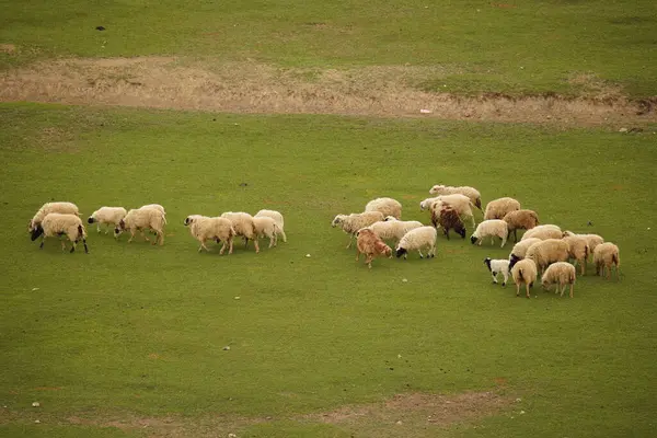 Napa Gölü Shangri La Grassland sığır ve koyunlarla kaplıdır.