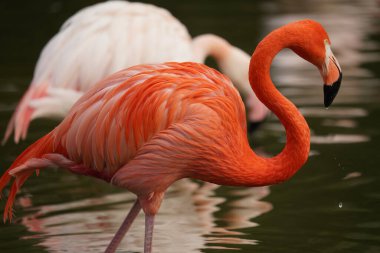 Hayvanat bahçesindeki flamingo