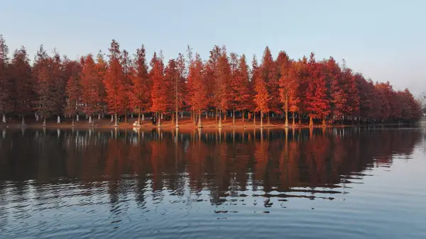 Sekoyaların doğa manzarası