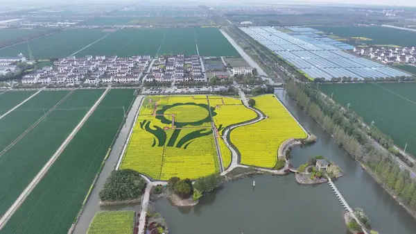 İlkbaharda tecavüz çiçeklerinin altın denizi