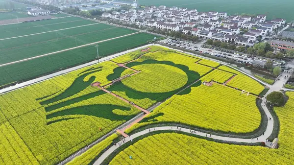 İlkbaharda tecavüz çiçeklerinin altın denizi