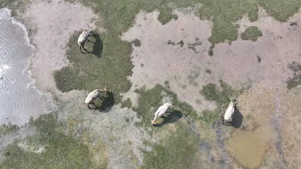 Pre David 'in geyiği (Elaphurus davidianus), Çin' de vahşi hayvanı koruduğum sınıf.