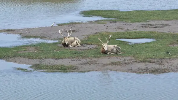 Pre David 'in geyiği (Elaphurus davidianus), Çin' de vahşi hayvanı koruduğum sınıf.