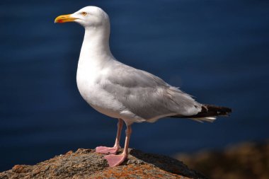 yakın çekim - kaya zemininde martıların görüntüsü