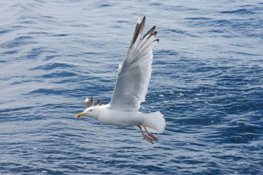 Martı gökyüzünde uçuyor.
