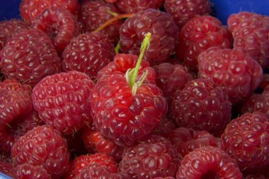 ahududu, yakın görüş