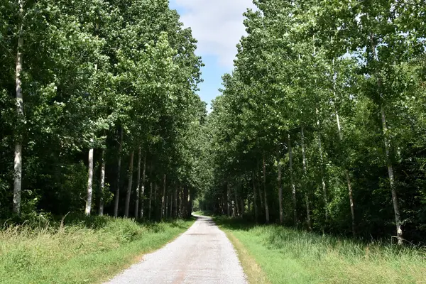 Ormanda yol güneşli beyaz yolda
