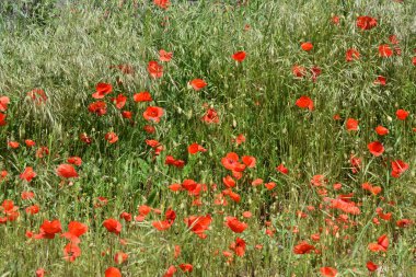 haşhaş bir çayırda
