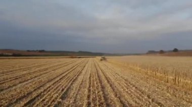 Altın Mısır Tarlasında Yeşil Hasat
