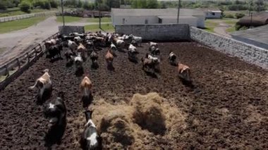 Süt çiftliğindeki inekler yemek yiyor. Sığır sürüsü