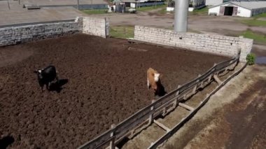 Süt çiftliğindeki inekler yemek yiyor. Sığır sürüsü