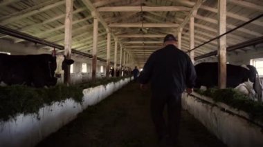 Süt çiftliğindeki inekler yemek yiyor. Sığır sürüsü