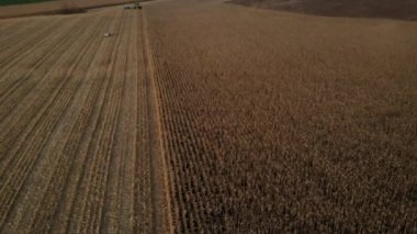 Ukrayna 'da günbatımında mısır hasadını birleştiren yeşil