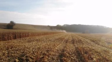 Ukrayna 'da günbatımında mısır hasadını birleştiren yeşil