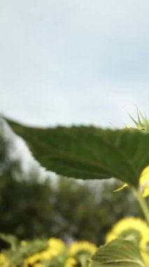 Parlak Sarı Yapraklı Ayçiçeği ve Karanlık Merkez, Gün batımında Hafif Işık