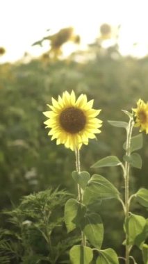 Parlak Sarı Yapraklı Ayçiçeği ve Karanlık Merkez, Gün batımında Hafif Işık