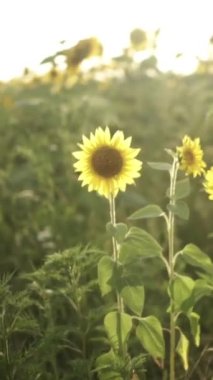 Parlak Sarı Yapraklı Ayçiçeği ve Karanlık Merkez, Gün batımında Hafif Işık