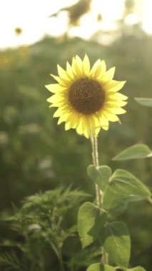Parlak Sarı Yapraklı Ayçiçeği ve Karanlık Merkez, Gün batımında Hafif Işık