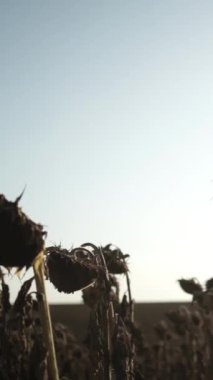 Parlak Sarı Yapraklı Ayçiçeği ve Karanlık Merkez, Gün batımında Hafif Işık