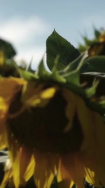 Parlak Sarı Yapraklı Ayçiçeği ve Karanlık Merkez, Gün batımında Hafif Işık