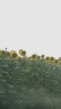 Parlak Sarı Yapraklı Ayçiçeği ve Karanlık Merkez, Gün batımında Hafif Işık