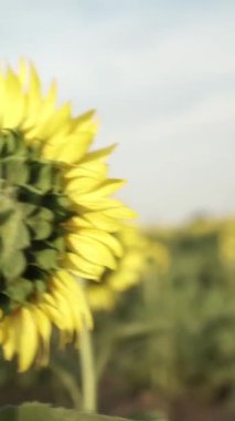 Parlak Sarı Yapraklı Ayçiçeği ve Karanlık Merkez, Gün batımında Hafif Işık