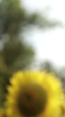 Parlak Sarı Yapraklı Ayçiçeği ve Karanlık Merkez, Gün batımında Hafif Işık