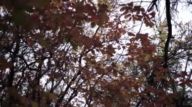Doğa Sonbahar Paleti: Kırmızı Yapraklar. Sonbahar Ormanında Parlak Kırmızı Yapraklar