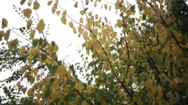 Doğa Sonbahar Paleti: Kırmızı Yapraklar. Sonbahar Ormanında Parlak Kırmızı Yapraklar