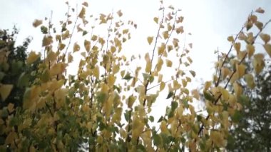 Doğa Sonbahar Paleti: Kırmızı Yapraklar. Sonbahar Ormanında Parlak Kırmızı Yapraklar