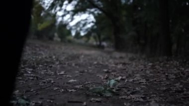 Doğa Sonbahar Paleti: Kırmızı Yapraklar. Sonbahar Ormanında Parlak Kırmızı Yapraklar