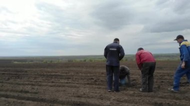 Mavi Traktör, Ukrayna 'da Ayçiçeği tohumları ekiyor.