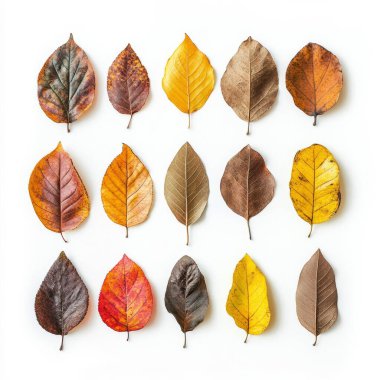 Beyaz arka planda düzgünce serilmiş bir sonbahar yaprakları koleksiyonu. Her yaprak şekil ve dokuda eşsizdir.