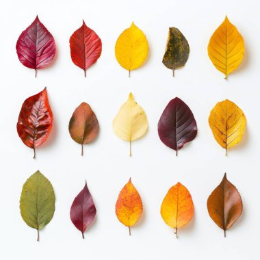 Beyaz arka planda düzgünce serilmiş bir sonbahar yaprakları koleksiyonu. Her yaprak şekil ve dokuda eşsizdir.