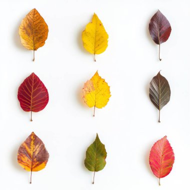 Beyaz arka planda düzgünce serilmiş bir sonbahar yaprakları koleksiyonu. Her yaprak şekil ve dokuda eşsizdir.