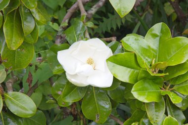 Samaras Manor St. Helier Jersey 'deki Botanik Bahçeleri' ndeki Magnolia.