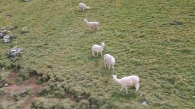 Peru And Dağları 'ndaki kısa otların üzerindeki bir grup lama.