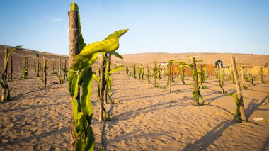 pitahaya fruit growing in the arid desert clipart