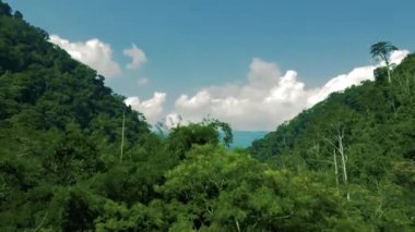 Paisaje de selva frondosa peruana