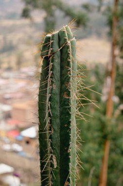 Small cactus full of thorns in the south American highlands clipart