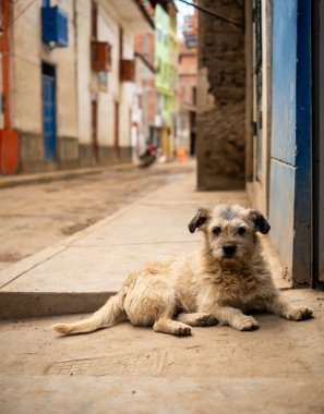 Küçük sevimli sokak köpeği kameraya bakıyor.