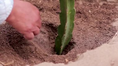 Pitahaya bitkisi bazı eller tarafından yavaşça toprağa ekiliyor.
