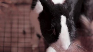 Bir kafeste dinlenen sevimli tavşan