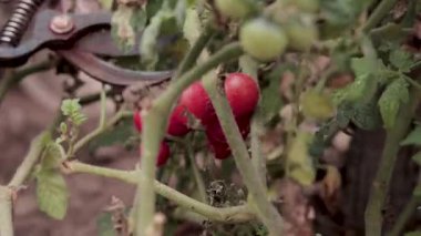 Vahşi domatesler dikkatlice kesilip biçiliyor.