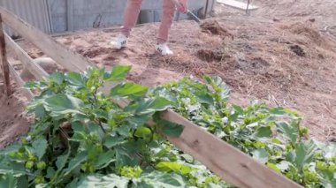 Ürünleri besleyen kişiye gübre eklenir