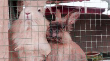 İki güzel, uzun saçlı, kahverengi tavşan bir kafeste geziniyor.