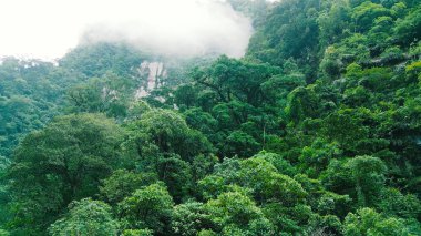 Misty jungle mountain covered in dense trees and thick fog.