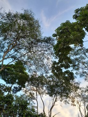  Ağaç tepeleri, Beyaz Bulutlu Canlı Günbatımına Karşı Siluetlendi.